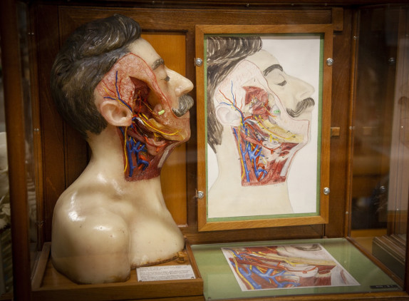 Anatomy-museum-tours.jpg